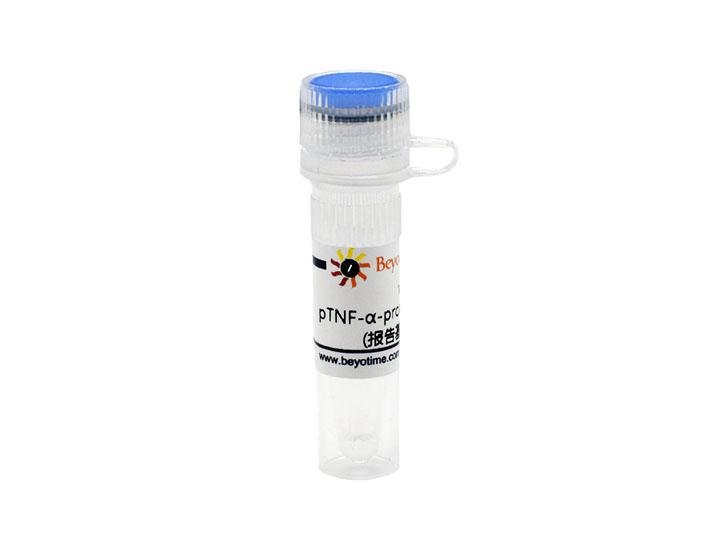 pTNF-α-promoter-TA-luc (报告基因质粒)